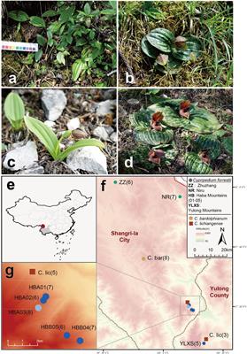 Transcriptome data reveals the conservation genetics of Cypripedium forrestii, a plant species with extremely small populations endemic to Yunnan, China